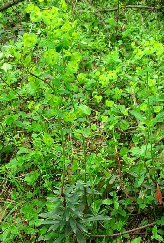 Euphorbia amygdaloides / Euforbia mandorlo